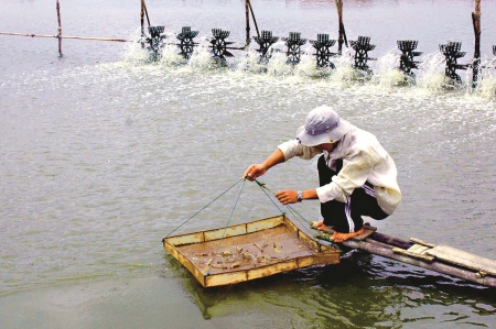 nuoi tom cong nghiep