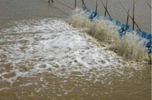 nuoi tom cong nghiep