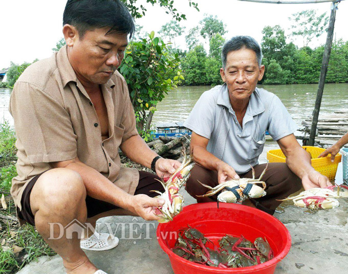 Kiếm vài triệu/ngày nhờ cho tôm, cua, sò huyết ở chung 1 ao