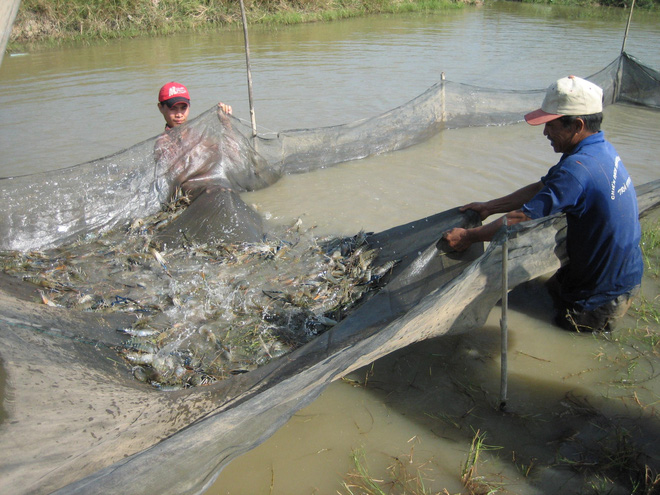 nghề nuôi tôm
