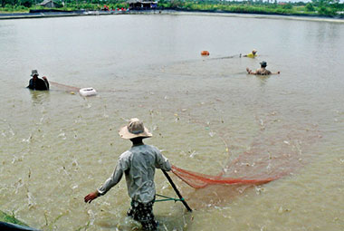 nuoi tam dam doi ca mau