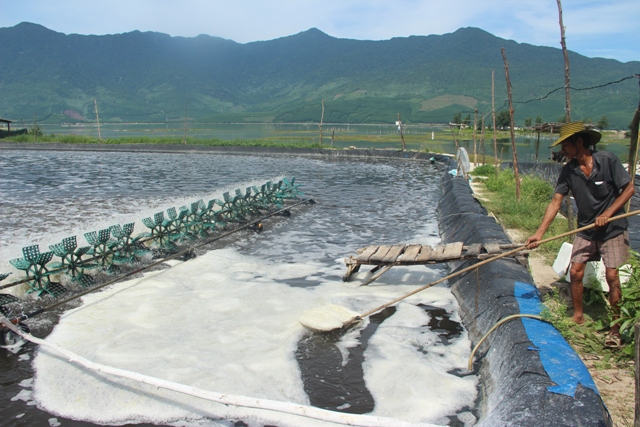 Hàng loạt đất nuôi tôm bị bỏ hoang do dịch bệnh và ngoài vùng quy hoạch