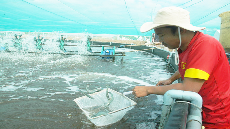 Mô hình nuôi tôm hồ tròn theo công nghệ Biofloc