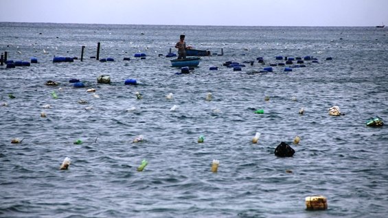 nuôi tôm hùm giống