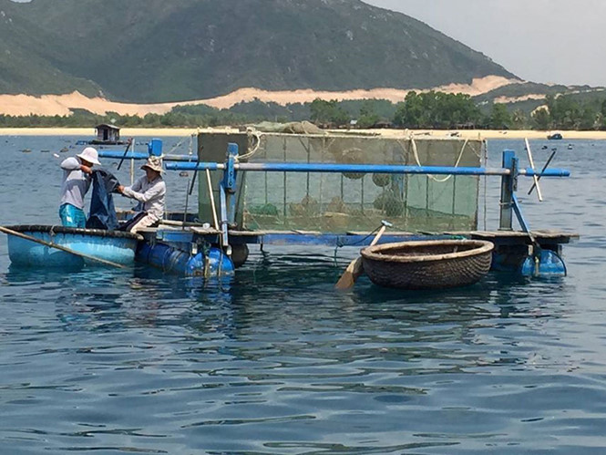 nuoi tom hum giua bien