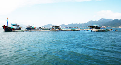 nuôi tôm hùm khánh hòa