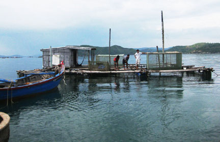 nuôi tôm hùm lồng