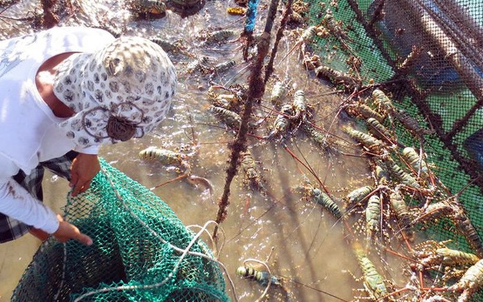 Phú Yên: Khó khăn bảo vệ tôm hùm trong mùa lũ