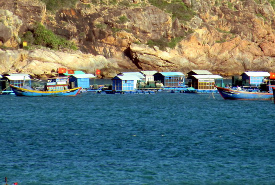 nuôi tôm hùm thương phẩm