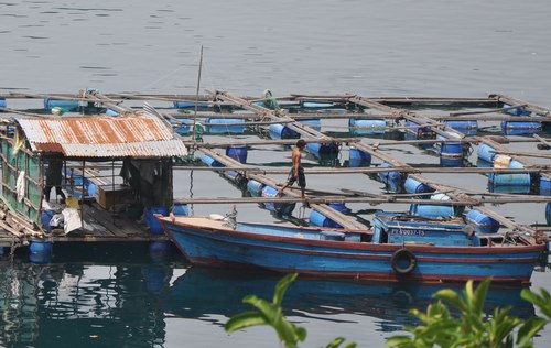 Một bè nuôi tôm hùm, cá mú chờ ngày di dời. Ảnh: Chí Phan