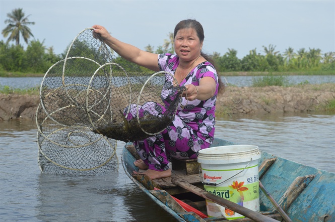 Kiên Giang sản lượng lúa giảm, tôm nuôi tăng