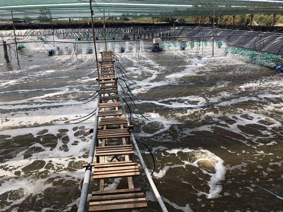 Trà Vinh: Nuôi tôm công nghệ cao ứng phó với biến đổi khí hậu