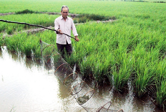 thủy sản, nuôi tôm, nuôi tôm sú, mô hình nuôi tôm sú trồng lúa