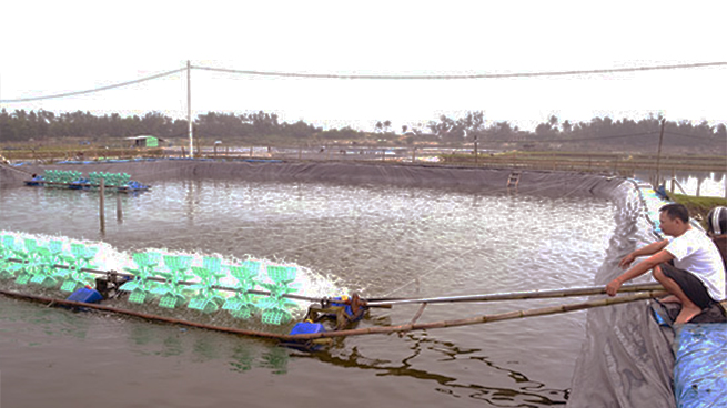 'Vượt rào' nuôi tôm, rủi ro khôn lường