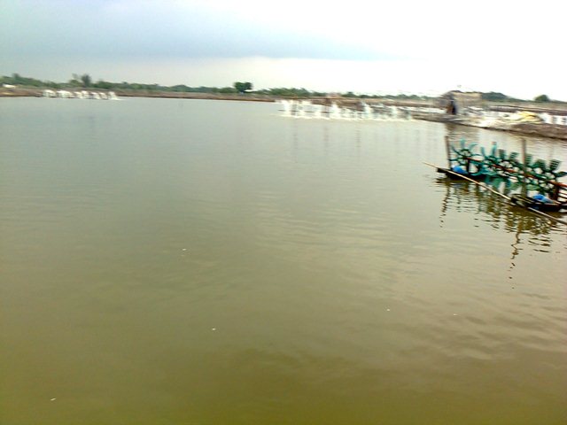 nuôi tôm ngoài quy hoạch