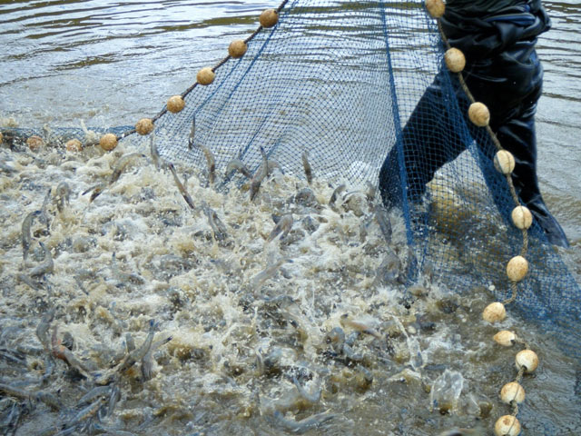 nuôi tôm nhỏ lẻ