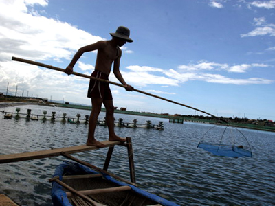nuôi tôm ninh thuận