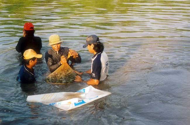 nuôi tôm nước lợ