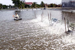 nuôi tôm nước lợ