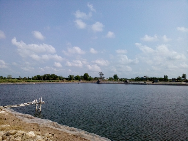 nuôi tôm nước lợ