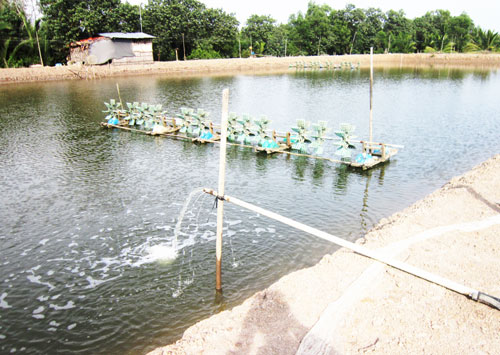Ao nuôi tôm