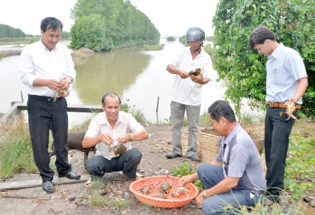 nuôi tôm nước tĩnh