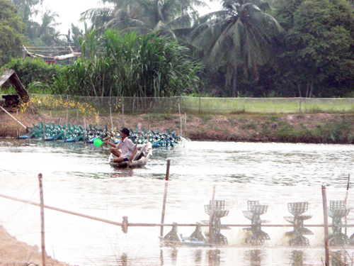 nuôi tôm ở Bình Đại