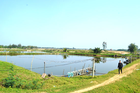 nuôi tôm Quảng Nam