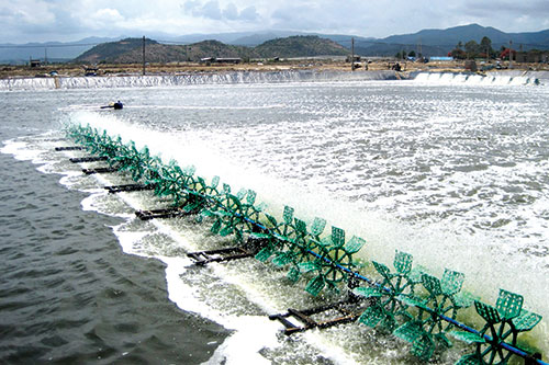 Nuôi tôm ở Tuy Phong