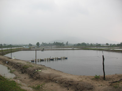 thừa thuên huế nuôi tôm