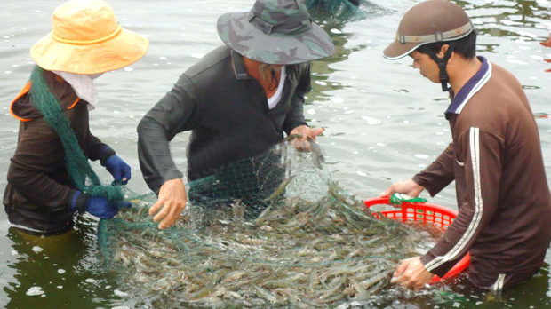 Phù Mỹ phát triển kinh tế biển