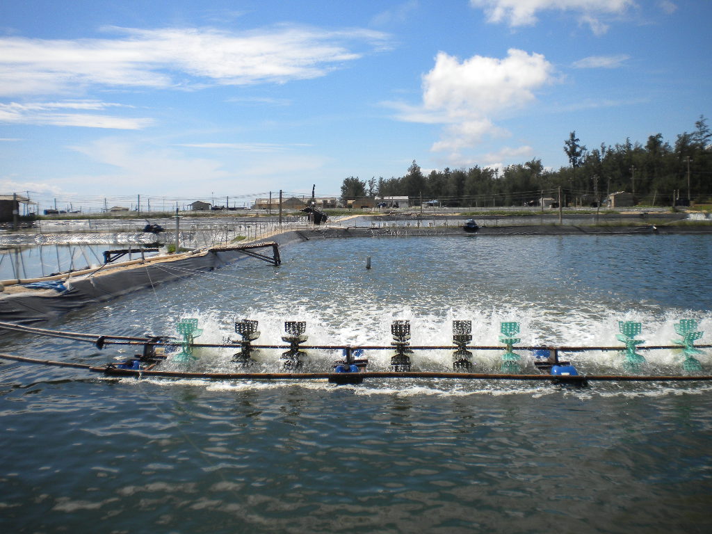 Nâng cao chất lượng, sức cạnh tranh sản phẩm tôm