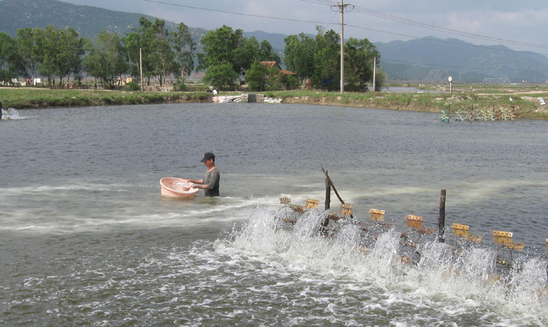 Phú Yên: Khuyến cáo không thả tôm nuôi vụ 3