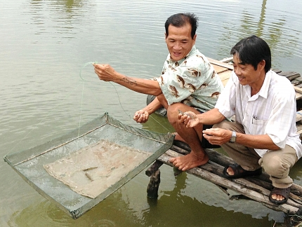 nuoi tom quang canh cai tien ca mau