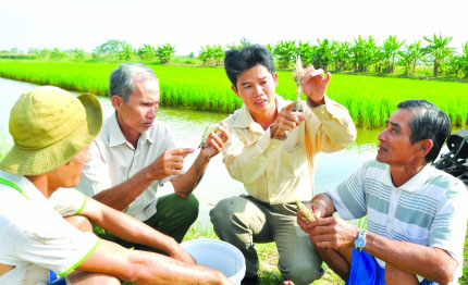 nuôi tôm quảng canh cải tiến.