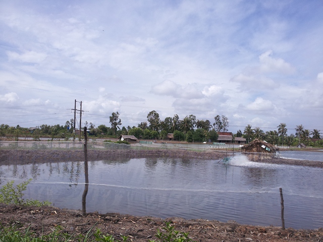 nuôi tôm quảng canh