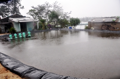 nuôi tôm ở Quảng Nam