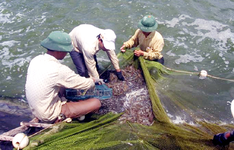 Để nuôi tôm vụ 3 tại miền Bắc hiệu quả