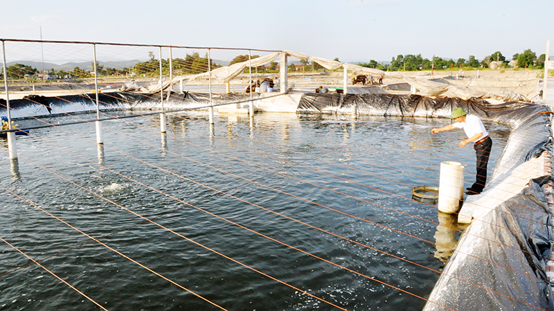 Nuôi tôm Quảng Ninh