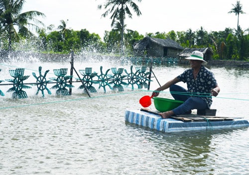 nuôi tôm sạch, tôm đạt chuẩn quốc tế, xuất khẩu tôm