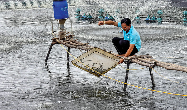 nuoi tom sieu tham canh