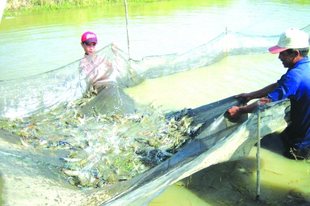 Nuôi tôm thâm canh bền vững