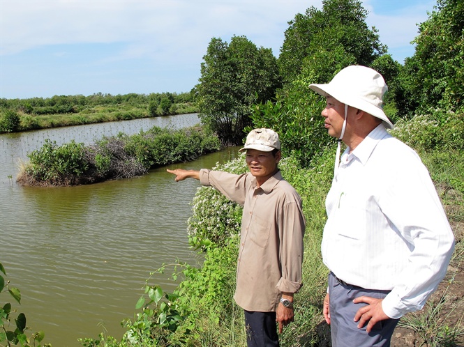 Nuôi tôm - sò dưới tán rừng ngập mặn, thêm thu nhập, lại bảo vệ rừng