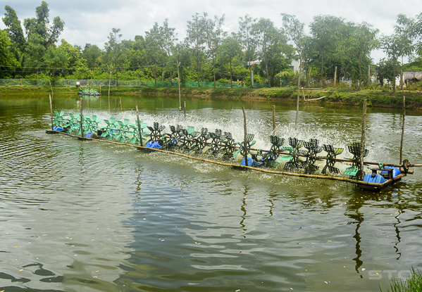 Thận trọng cho vụ nuôi tôm mới