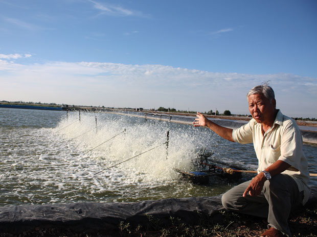 nuôi tôm sú mật độ thưa