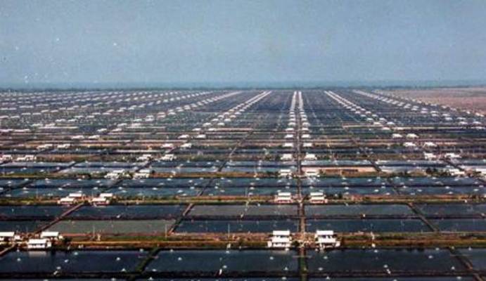 Mưa và dịch bệnh ảnh hưởng đến tôm Thái Lan