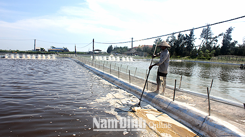 Nam Định: Phát triển nuôi tôm thâm canh bền vững