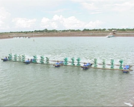 nuôi tôm sóc trang