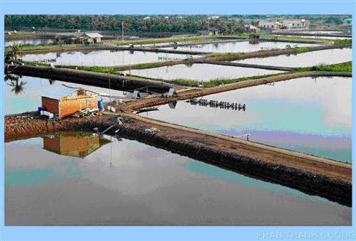 Nuôi tôm thâm canh – Ảnh Phan Thanh Cường