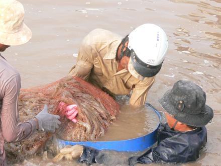 nuoi tom thanh phu ben tre